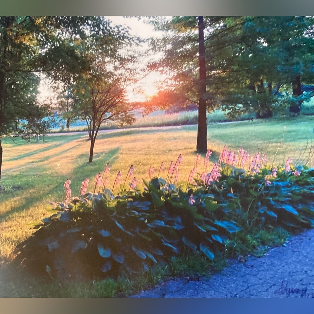 Sunset Landscape with Pink Flowers/photo